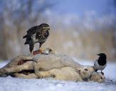 Myszołów ( Buteo buteo ) - Common buzard