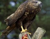 Myszołów ( Buteo buteo ) - Common buzard