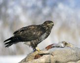 Myszołów ( Buteo buteo ) - Common buzard