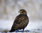 Myszołów ( Buteo buteo ) - Common buzard