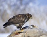 Myszołów ( Buteo buteo ) - Common buzard