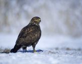 Myszołów ( Buteo buteo ) - Common buzard