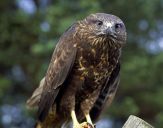 Myszołów ( Buteo buteo ) - Common buzard