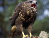 Myszołów ( Buteo buteo ) - Common buzard