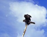 Myszołów ( Buteo buteo ) - Common buzard