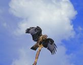 Myszołów ( Buteo buteo ) - Common buzard