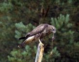 Myszołów ( Buteo buteo ) - Common buzard