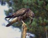 Myszołów ( Buteo buteo ) - Common buzard