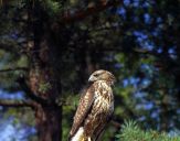 Myszołów ( Buteo buteo ) - Common buzard