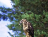 Myszołów ( Buteo buteo ) - Common buzard