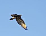 Myszołów ( Buteo buteo ) - Common buzard