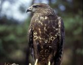 Myszołów ( Buteo buteo ) - Common buzard