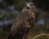 Myszołów ( Buteo buteo ) - Common buzard