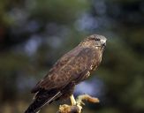 Myszołów ( Buteo buteo ) - Common buzard