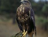 Myszołów ( Buteo buteo ) - Common buzard