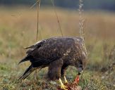 Myszołów ( Buteo buteo ) - Common buzard