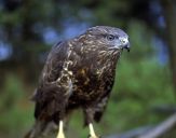 Myszołów ( Buteo buteo ) - Common buzard