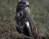 Myszołów ( Buteo buteo ) - Common buzard