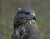 Myszołów ( Buteo buteo ) - Common buzard