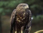 Myszołów ( Buteo buteo ) - Common buzard