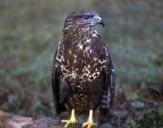 Myszołów ( Buteo buteo ) - Common buzard