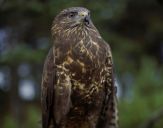 Myszołów ( Buteo buteo ) - Common buzard