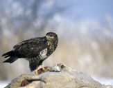 Myszołów ( Buteo buteo ) - Common buzard