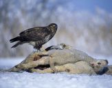 Myszołów ( Buteo buteo ) - Common buzard