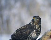 Myszołów ( Buteo buteo ) - Common buzard