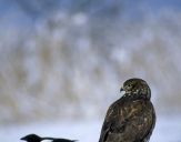 Myszołów ( Buteo buteo ) - Common buzard