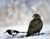 Myszołów ( Buteo buteo ) - Common buzard