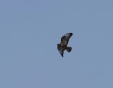 Myszołów ( Buteo buteo ) - Common buzard