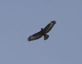 Myszołów ( Buteo buteo ) - Common buzard