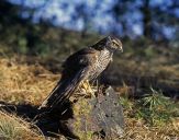 Krogulec ( Accipiter nisus ) - Sparrowhawk