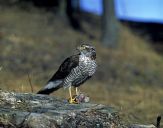 Krogulec ( Accipiter nisus ) - Sparrowhawk