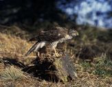 Krogulec ( Accipiter nisus ) - Sparrowhawk