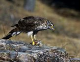 Krogulec ( Accipiter nisus ) - Sparrowhawk