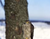 Krogulec ( Accipiter nisus ) - Sparrowhawk