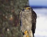 Krogulec ( Accipiter nisus ) - Sparrowhawk