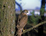 Krogulec ( Accipiter nisus ) - Sparrowhawk