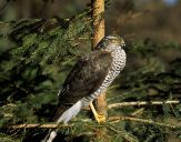 Krogulec ( Accipiter nisus ) - Sparrowhawk