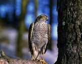 Krogulec ( Accipiter nisus ) - Sparrowhawk