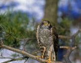 Krogulec ( Accipiter nisus ) - Sparrowhawk