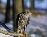 Krogulec ( Accipiter nisus ) - Sparrowhawk