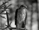 Krogulec ( Accipiter nisus ) - Sparrowhawk