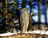 Krogulec ( Accipiter nisus ) - Sparrowhawk