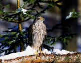 Krogulec ( Accipiter nisus ) - Sparrowhawk