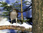 Krogulec ( Accipiter nisus ) - Sparrowhawk