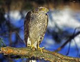 Krogulec ( Accipiter nisus ) - Sparrowhawk