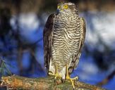 Krogulec ( Accipiter nisus ) - Sparrowhawk